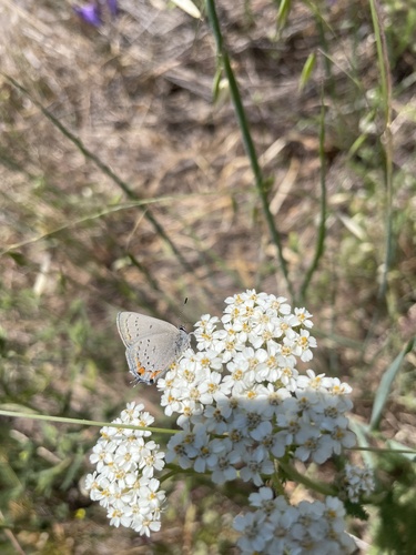 iNaturalist observation photo of California Hairstreak