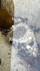 Anthopleura xanthogrammica