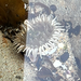 Anthopleura xanthogrammica