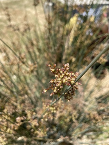 iNaturalist observation photo of Spreading Rush