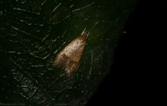 Pholeutis holoxytha