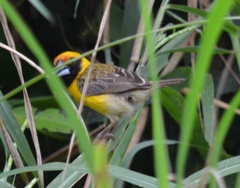 Pachyphantes superciliosus