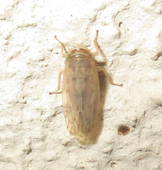 Cicadellidae