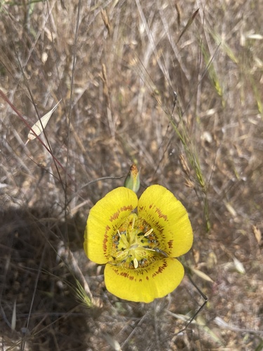 iNaturalist observation photo of Yellow Mariposa Lily