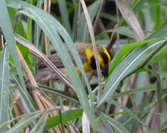 Pachyphantes superciliosus