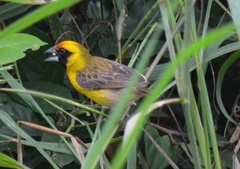 Pachyphantes superciliosus