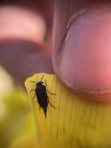 iNaturalist observation photo of Mordella hubbsi