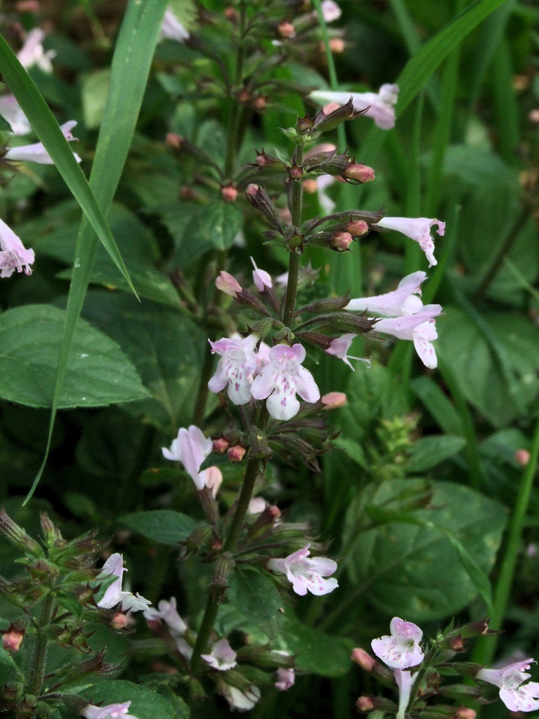 Clinopodium menthifolium ssp. ascendens