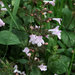Clinopodium menthifolium ascendens - Photo (c) Colin Jacobs, algunos derechos reservados (CC BY-NC-SA)