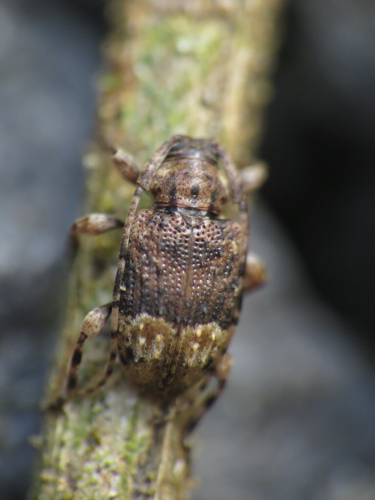 Leptostylus ochropygus