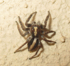 Salticidae