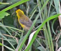 Pachyphantes superciliosus