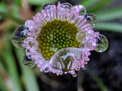 Erigeron karvinskianus image