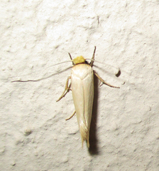 Tineidae