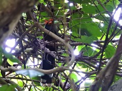 Dasylophus superciliosus