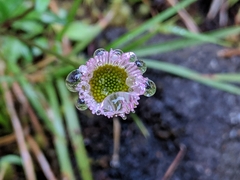 Erigeron karvinskianus image