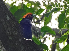 Dasylophus superciliosus