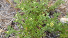 Oncosiphon suffruticosus