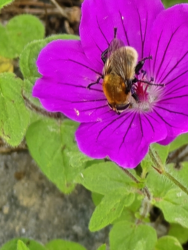 Unknown species found near Boise, ID 83706, USA
