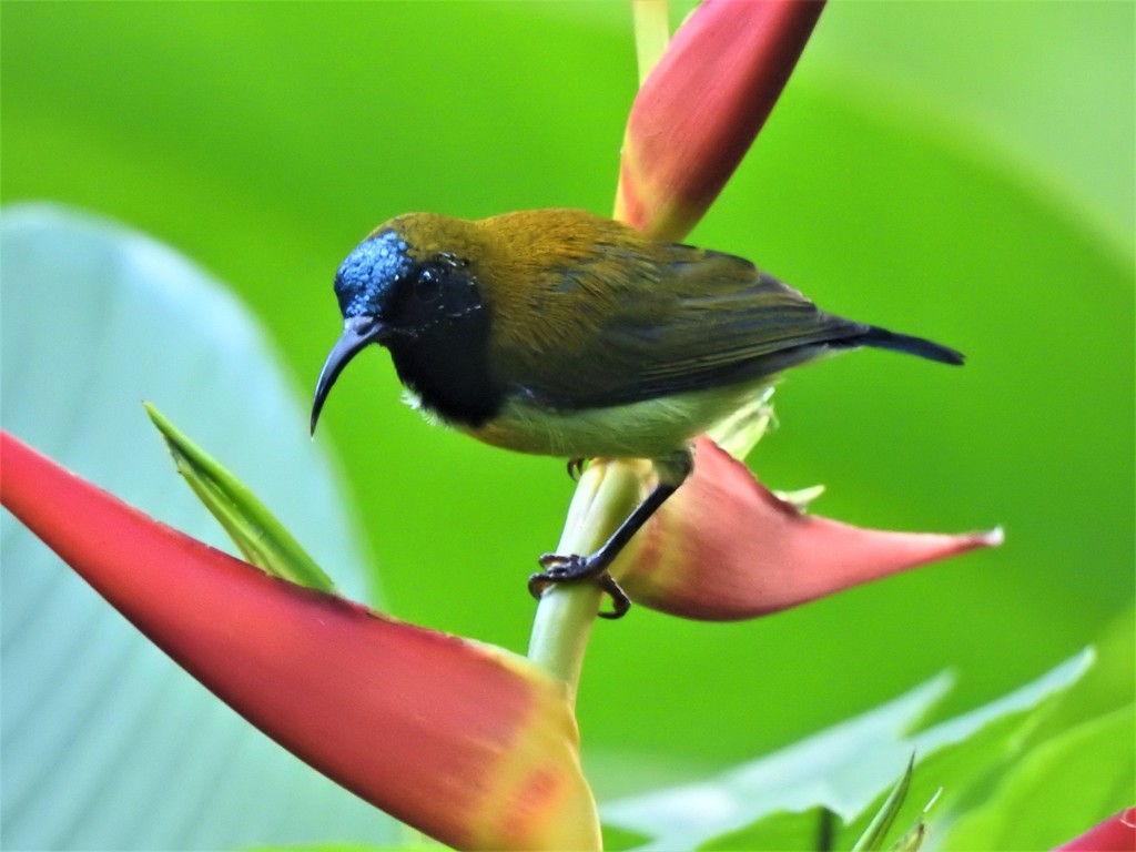 Flaming Sunbird