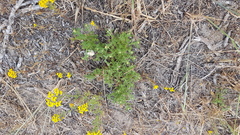 Oncosiphon suffruticosus