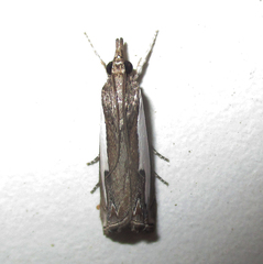 Lepidoptera