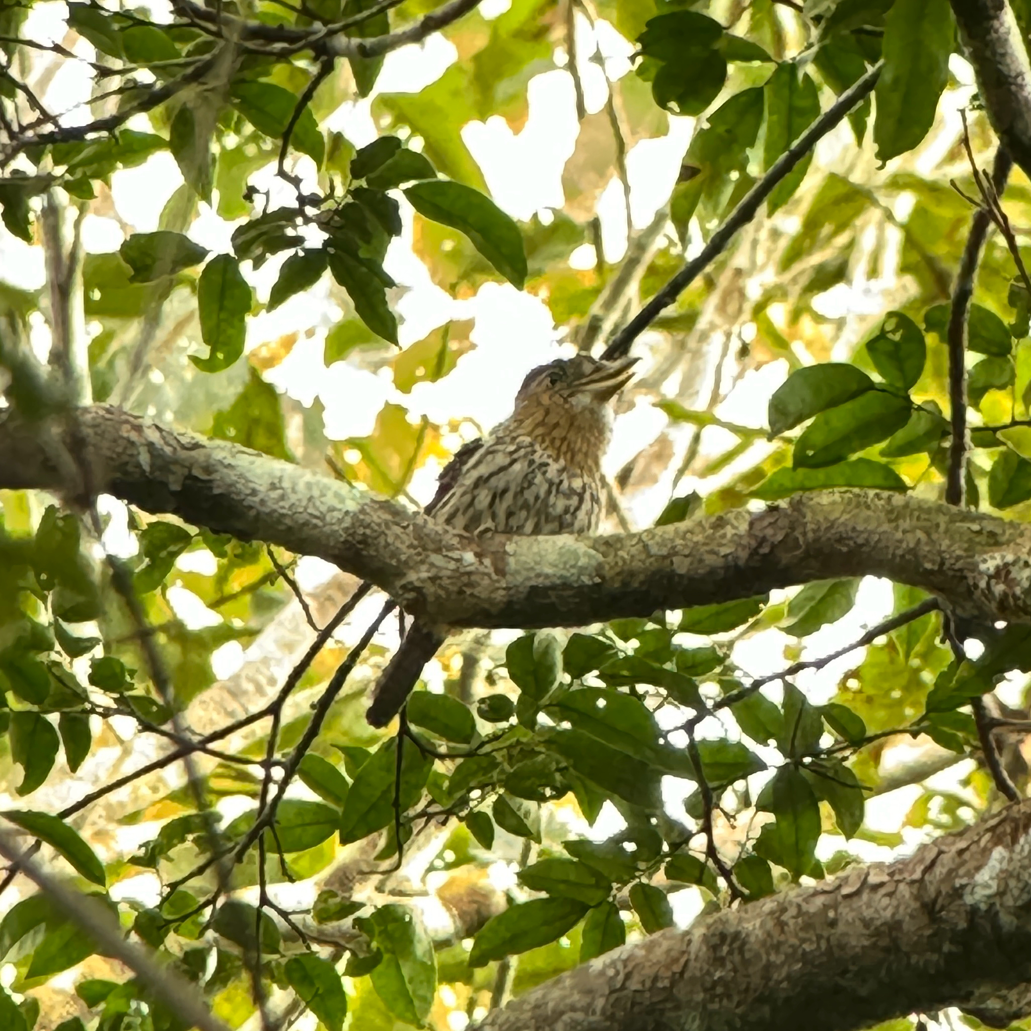 Western Striolated Puffbird (Nystalus obamai), photo 2