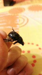 Geotrupidae