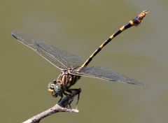 Phyllogomphoides stigmatus