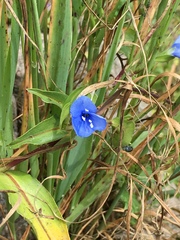 Commelina fasciculata