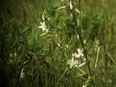 Trihesperus glaucus