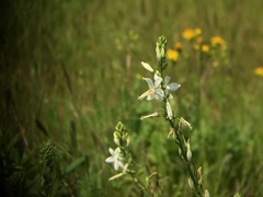 Trihesperus glaucus
