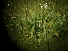 Trihesperus glaucus