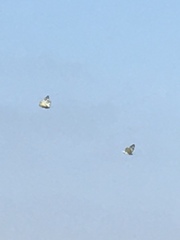 Pieridae