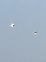 Pieridae
