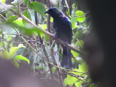 Dicrurus balicassius