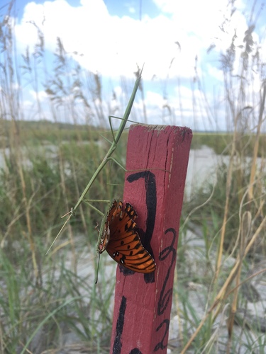 Photo of Northern Grass Mantis (Brunneria borealis)