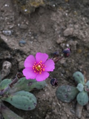 Cistanthe paniculata