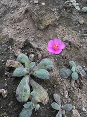 Cistanthe paniculata