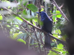 Dicrurus balicassius