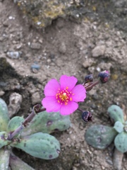 Cistanthe paniculata