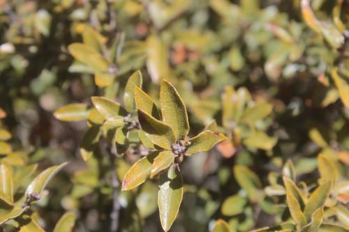 Quercus pringlei