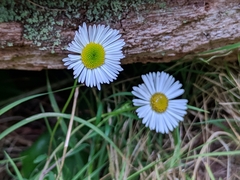 Erigeron karvinskianus image