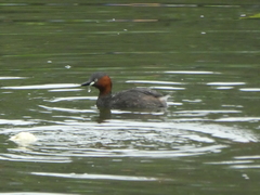 Tachybaptus ruficollis