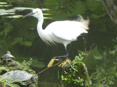 Trachemys scripta elegans