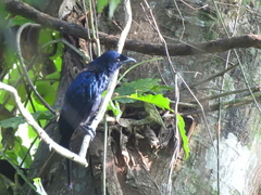 Dicrurus balicassius