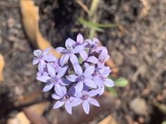 Pentanisia prunelloides prunelloides