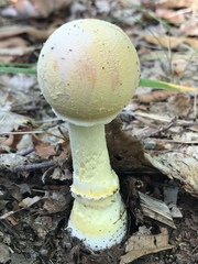 Amanita wellsii