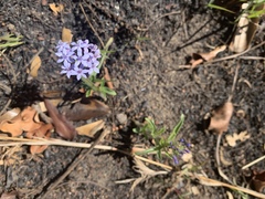 Pentanisia prunelloides prunelloides