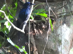 Dicrurus balicassius